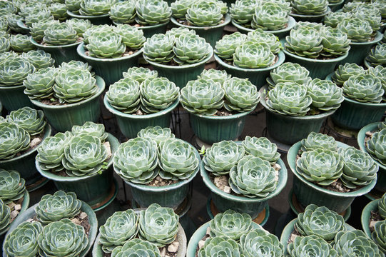 Plant pots of Aeonium Arboreum