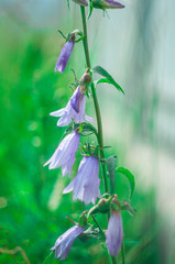 Flower In a field