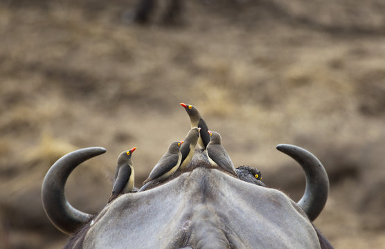 Five Yellow-billed Oxpeckers perching on head of Cape Buffalo
