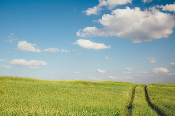 the track of the vehicle in a field on a summer day
