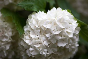 Close up of the guelder rose white flowers