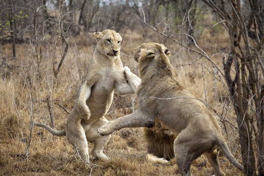 Two female lions playing