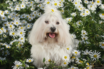 White dog in the garden - Bichon Maltese Maltese Dog Breed - 112980165