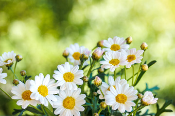 Chamomile flowers in summer,blurred background