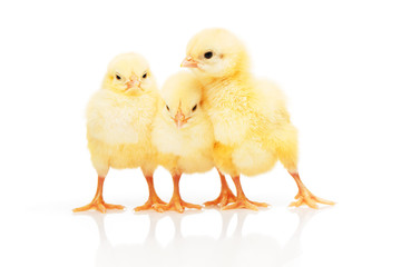 Three small yellow chickens isolated on white background