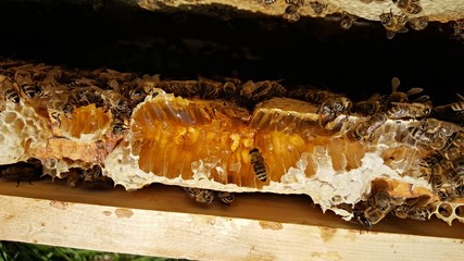 beekeeping