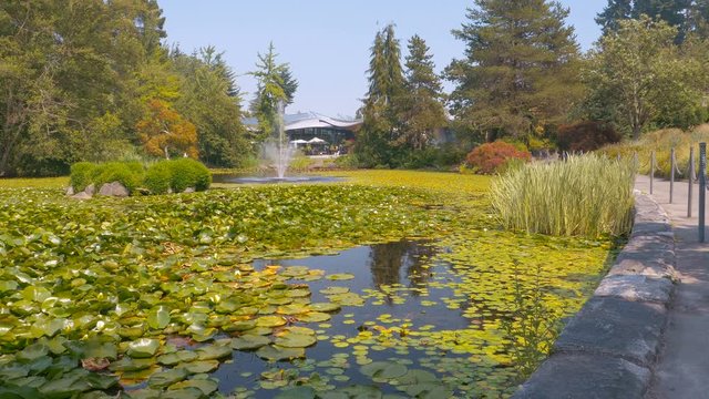 Small fountain running inside the pond full of water lilys in the botanical garden with pathway and building