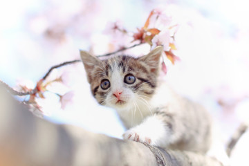 子猫と桜