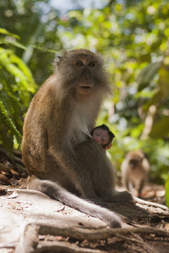 A monkey sitting with a baby in a forest