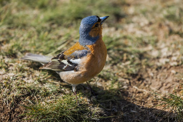Chaffinch.