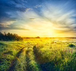 Road in field with thick grass