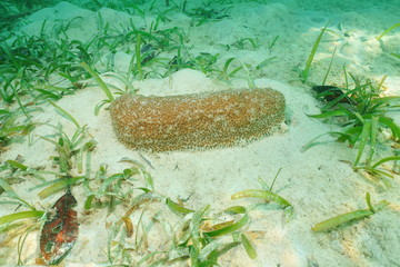 Marine life, Astichopus multifidus, commonly known as furry sea cucumber or fissured sea cucumber, underwater in the Caribbean sea