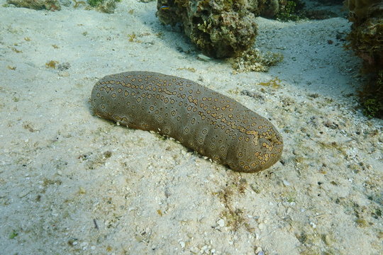 A leopard sea cucumber animal, Bohadschia argus, underwater on the ocean floor, Tahiti, Pacific ocean, French polynesia