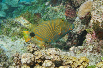 Naklejka na ściany i meble Colorful tropical fish orange-lined triggerfish, Balistapus undulatus, Pacific ocean, underwater in the lagoon of Huahine island, French Polynesia