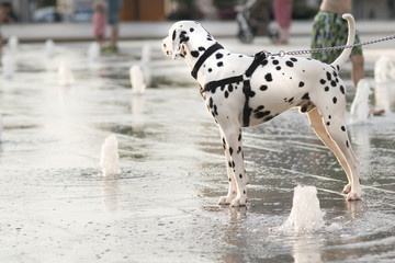 chien dans un jet d'eau
