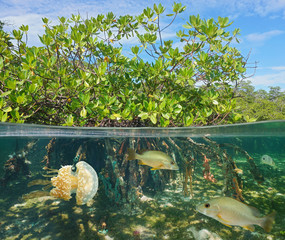 Mangrove über und unter der Wasseroberfläche, halb und halb, mit Fischen und einer Qualle unter Wasser, Karibisches Meer © damedias