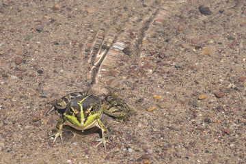Green frog. This was in the oasis of Fint , Morocco.