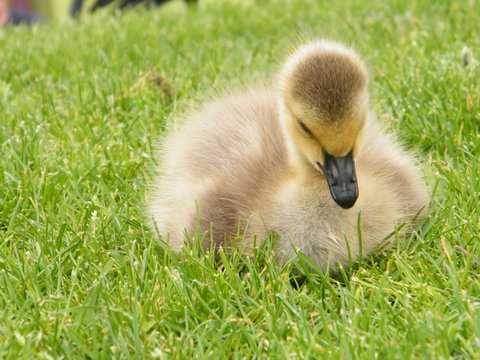 Gosling contemplating the grass
