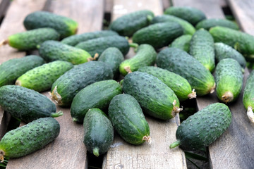 Still life with many small crisp green cucumbers on old wooden table. Photo outdoor front view