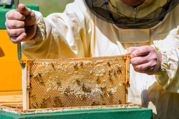 Imker entnimmt eine gefüllte Honigwabe aus dem Bienenstock der Honigbiene (Apis mellifera) - obrazy, fototapety, plakaty