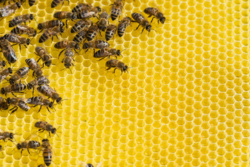 Bienen auf der Honigwabe von einem Bienenstock