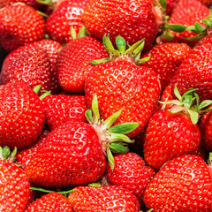 Frisch gepflückte Erdbeeren im Erdbeerkorb