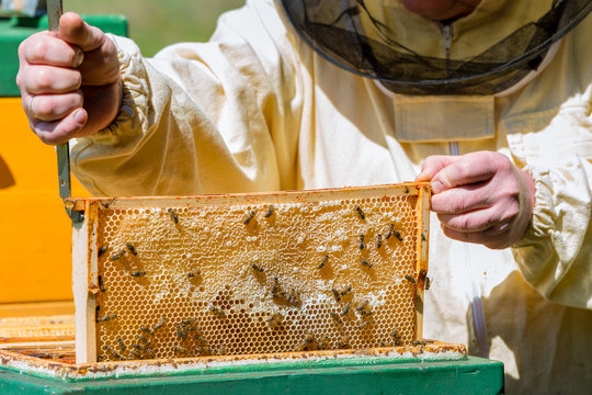 Imker entnimmt eine gefüllte Honigwabe aus dem Bienenstock der Honigbiene (Apis mellifera)
