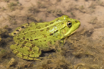 Common frog. Found in the oasis of Fint , Morocco.