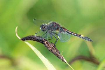 Große Moosjungfer (Leucorrhinia pectoralis) Männchen auf Schilfgras am Tümpel