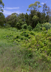Green Overgrown Trees in Summer 