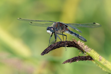 Große Moosjungfer (Leucorrhinia pectoralis) Männchen auf Schilfgras am Tümpel