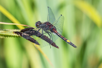 Große Moosjungfer (Leucorrhinia pectoralis) Männchen auf Schilfgras am Tümpel