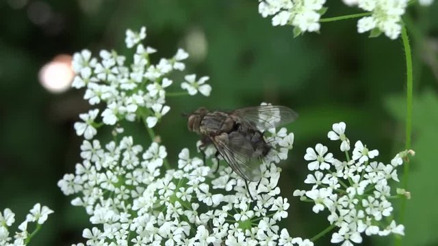 Mouche butinant des petites fleurs blanches.