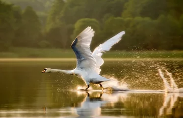 Foto op Plexiglas Zwaan De zwaan die in zonsonderganglicht op meer in Mazuras, Polen begint