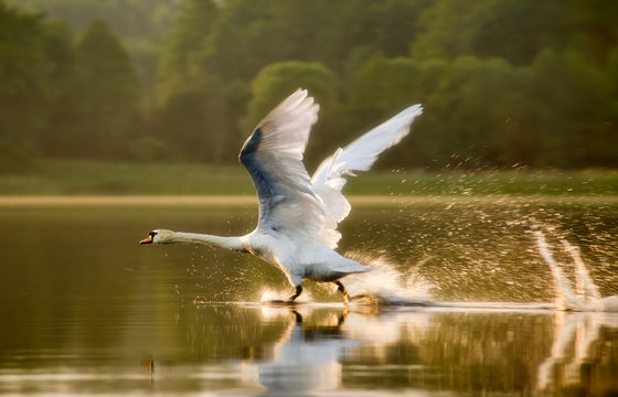 The swan starting in sunset light on lake in Mazuras, Poland © swen_stroop