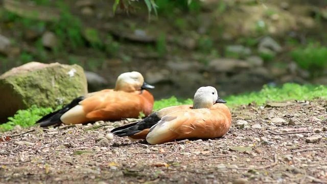 Ruddy shelduck