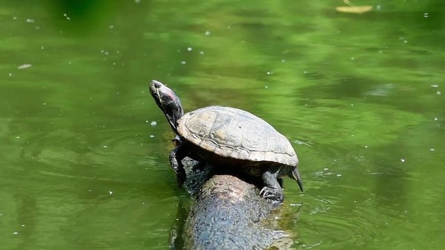 Turtle