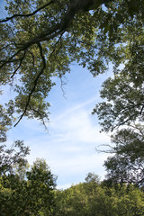 Obraz premium Stock Photo:.sky and forest