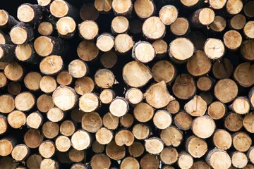 Möbelaufkleber wood log © tarasov_vl