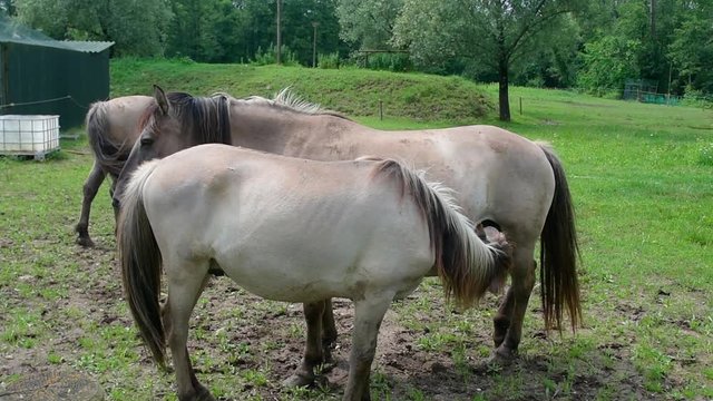 Puledro e cavalla