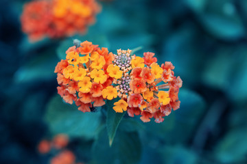 Beautiful fairy dreamy magic red yellow orange flower lantana camara on green blue blurry background, toned with instagram filters in retro vintage style with film effect, soft selective focus