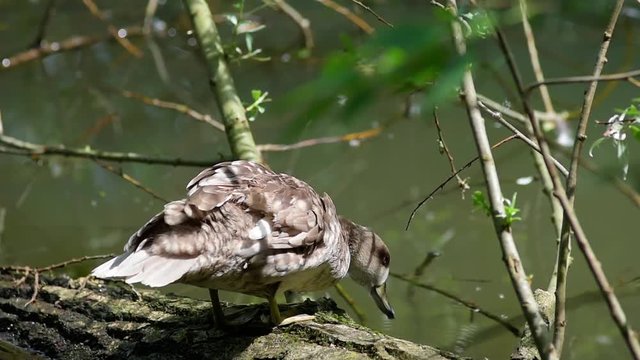 Papera