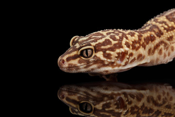 Closeup Head of Leopard Gecko Eublepharis macularius Isolated on Black Background