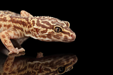 Obraz premium Closeup Head of Leopard Gecko Eublepharis macularius Isolated on Black Background