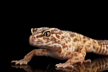 Closeup Leopard Gecko Eublepharis macularius Isolated on Black Background, front view