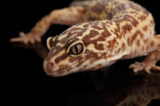 Closeup Head of Leopard Gecko Eublepharis macularius Isolated on Black Background