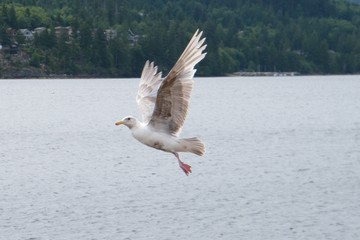 Seagull in flight