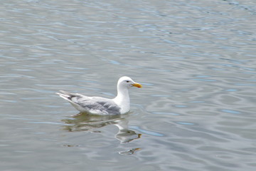 Seagull swimming with reflection