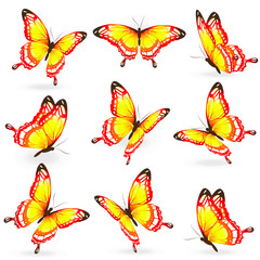 butterflies design