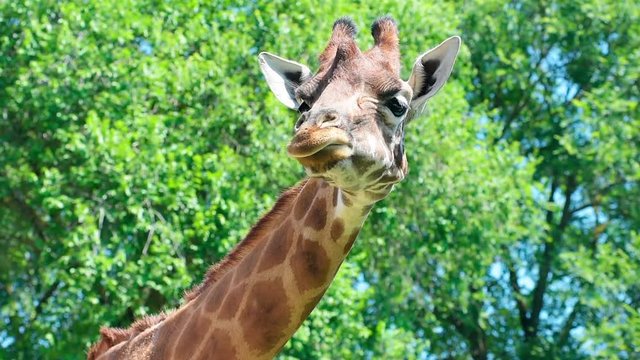 Giraffa